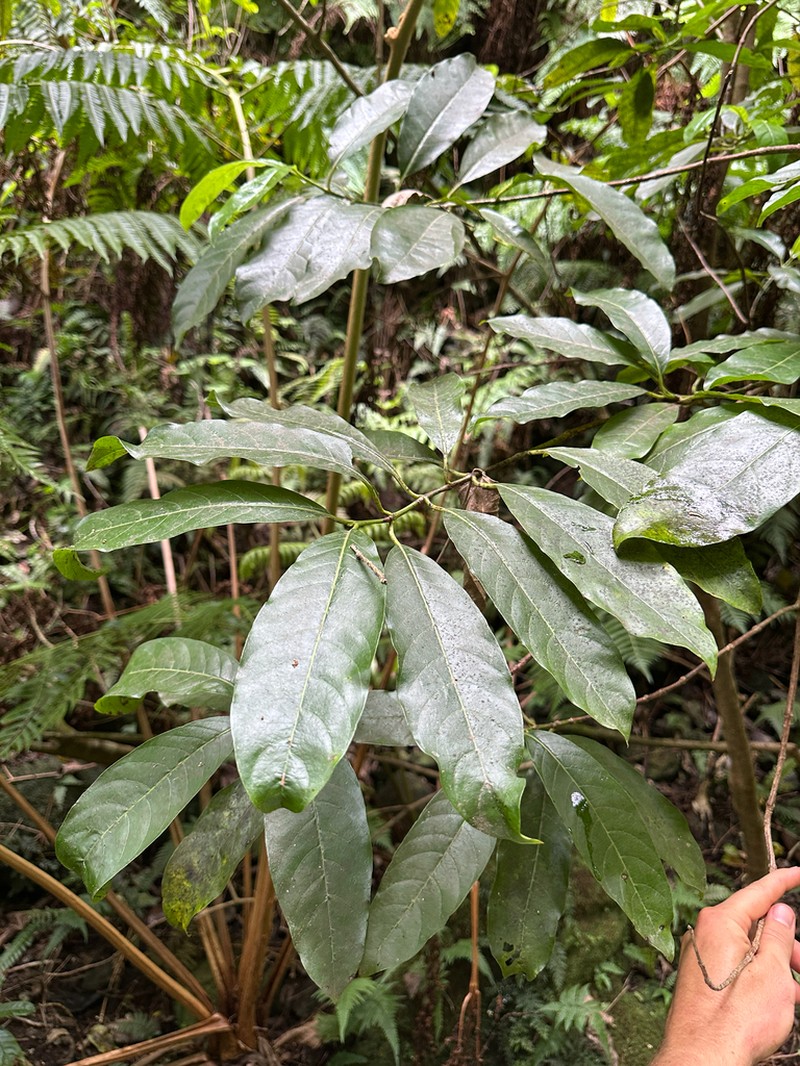 Noni Kuahiwi photo 6
