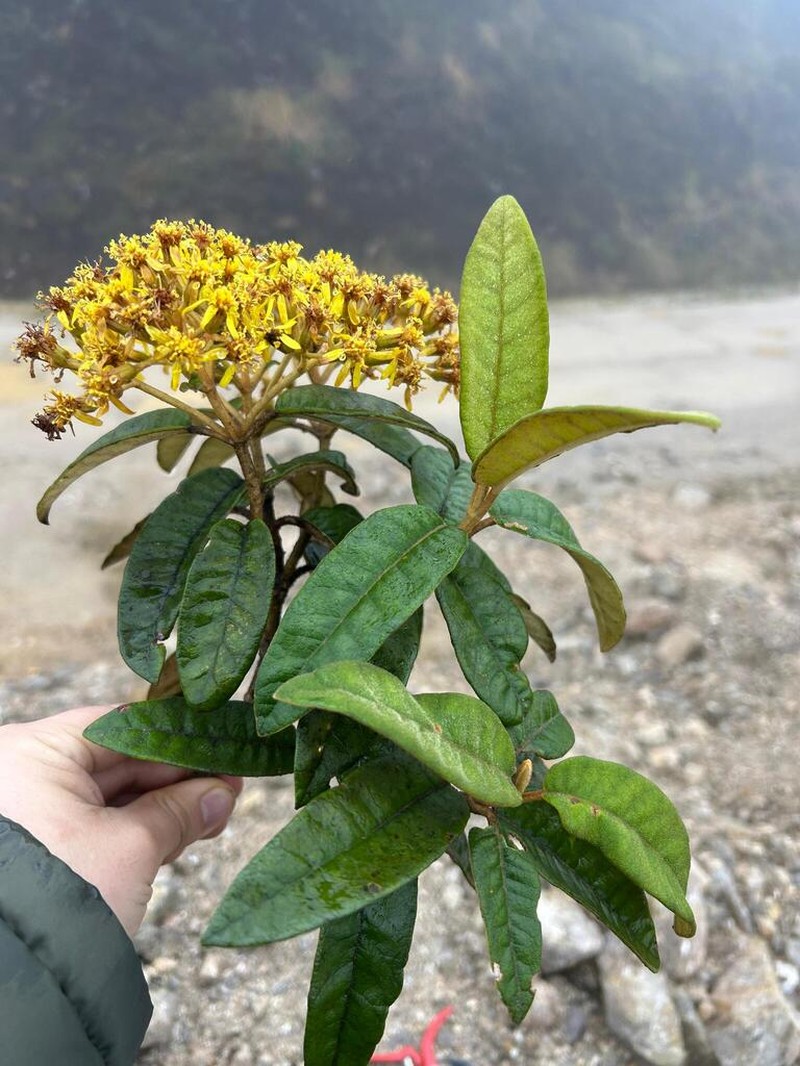 Gynoxys revolutifolia