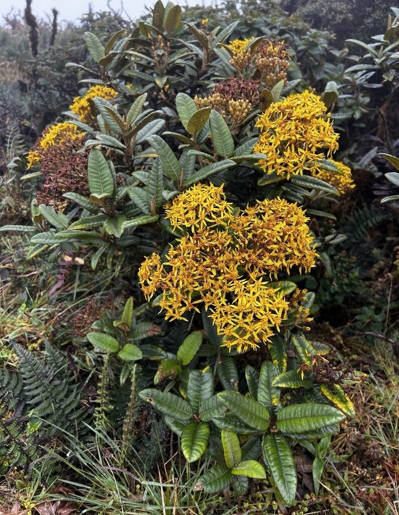 Gynoxys revolutifolia photo 2