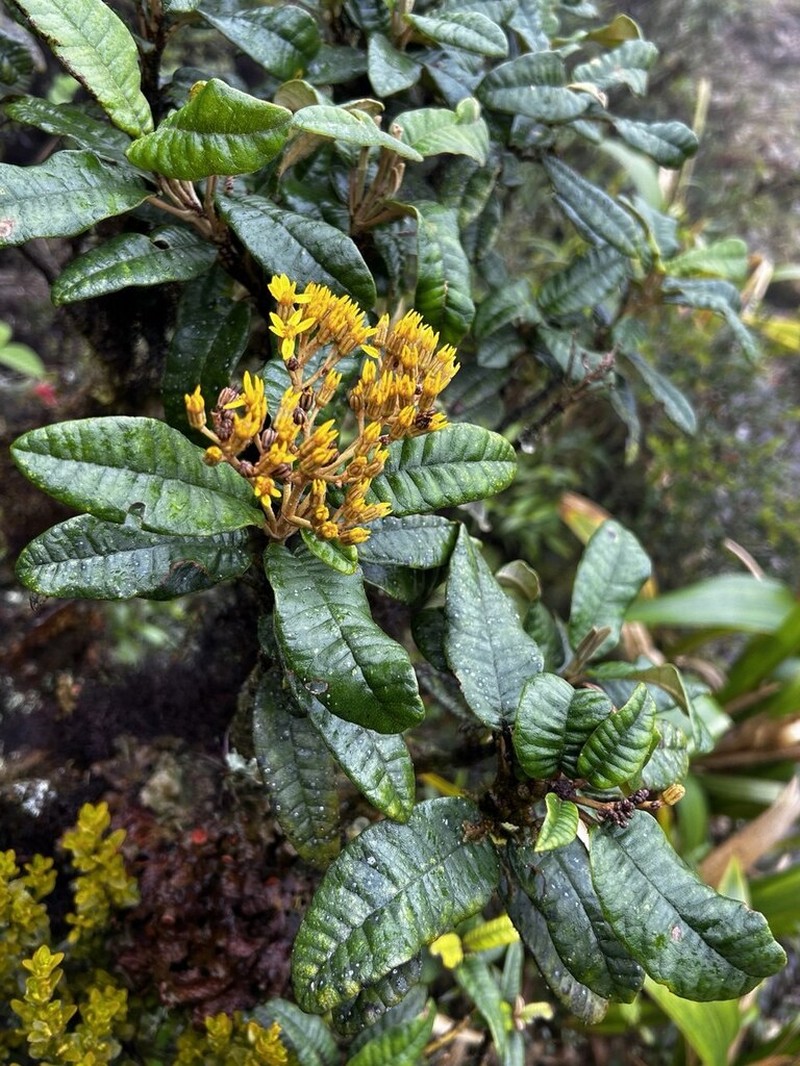 Gynoxys revolutifolia photo 3