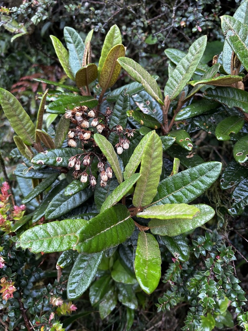 Gynoxys revolutifolia photo 4