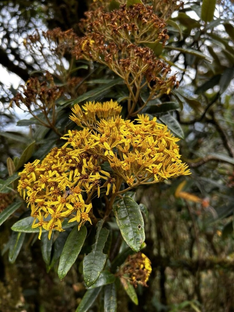 Gynoxys revolutifolia photo 5