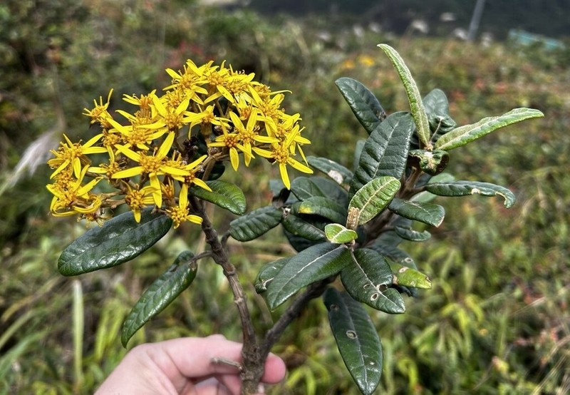 Gynoxys revolutifolia photo 6