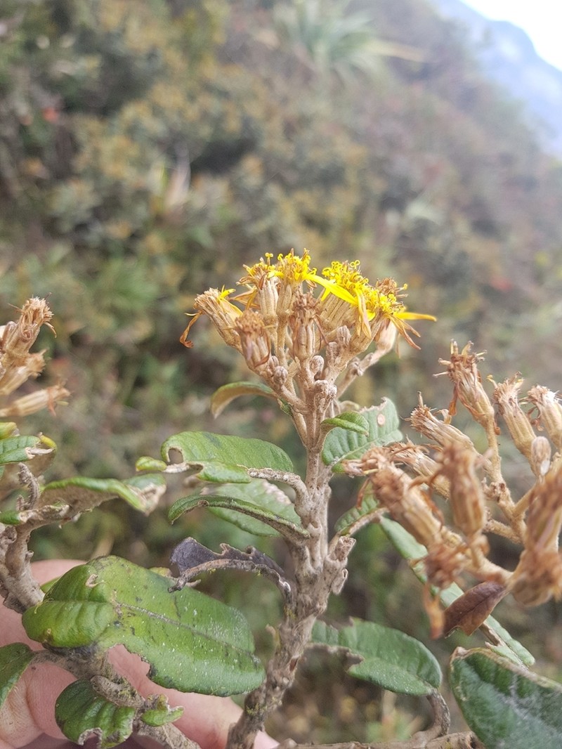 Gynoxys revolutifolia photo 7