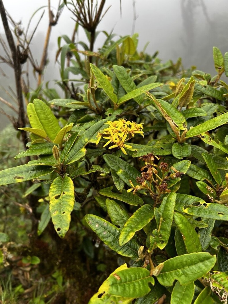 Gynoxys revolutifolia photo 8