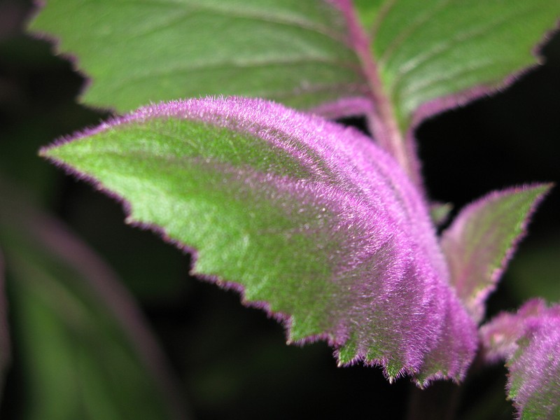 Velvetplant photo 4