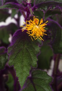 Velvetplant