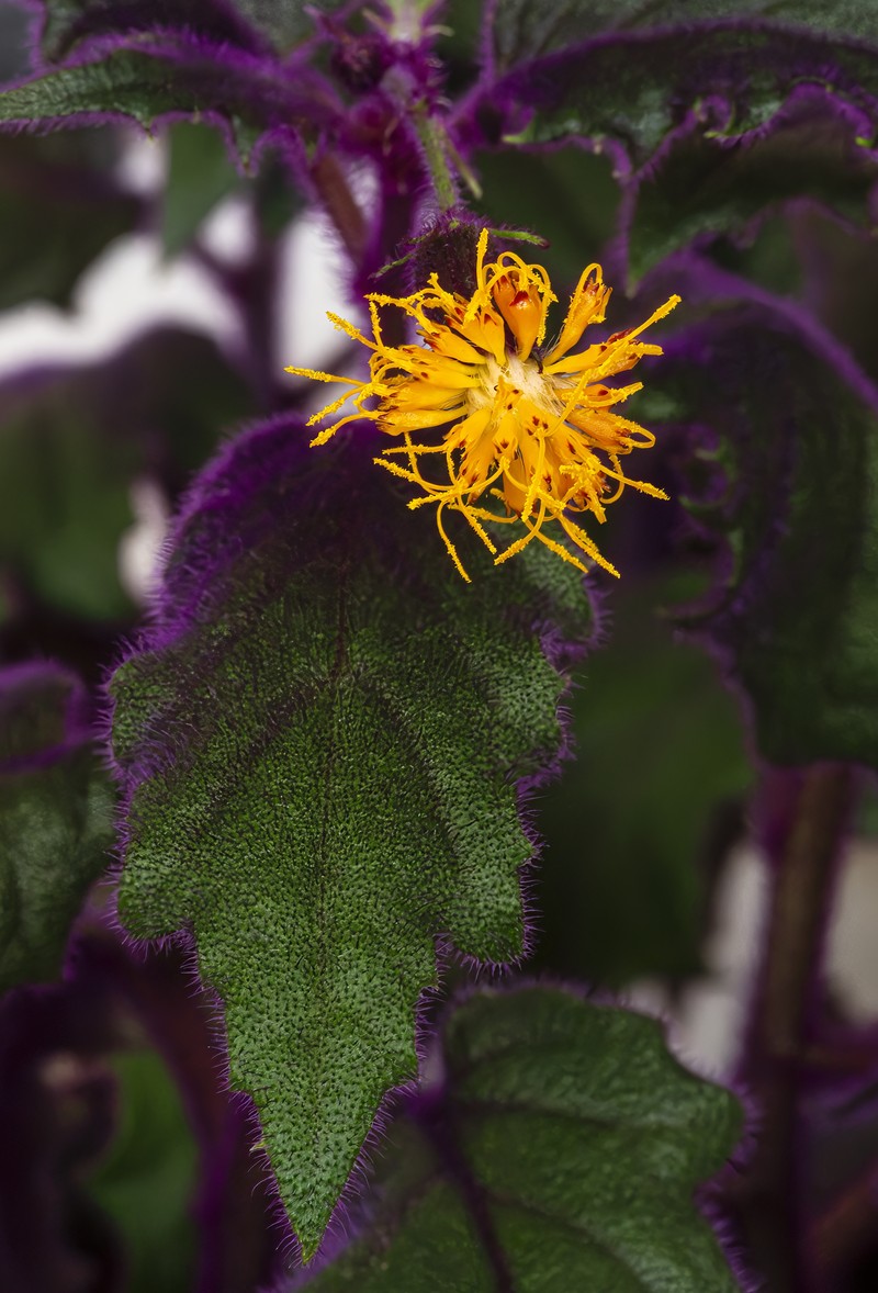Velvetplant