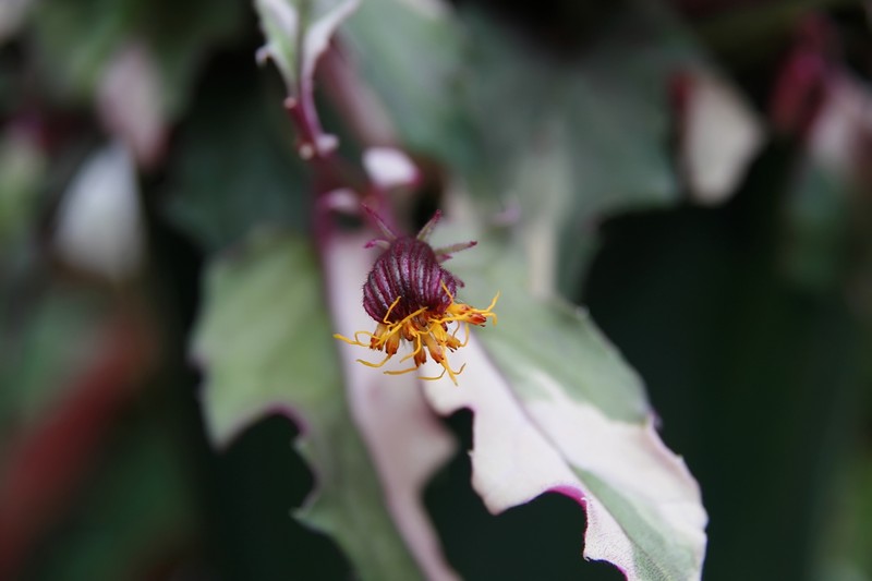 Velvetplant photo 2