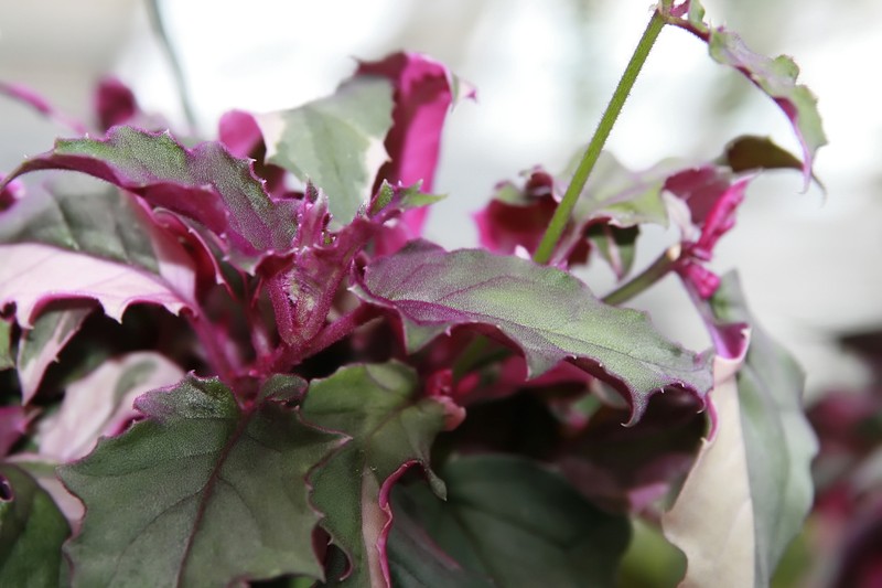 Velvetplant photo 3