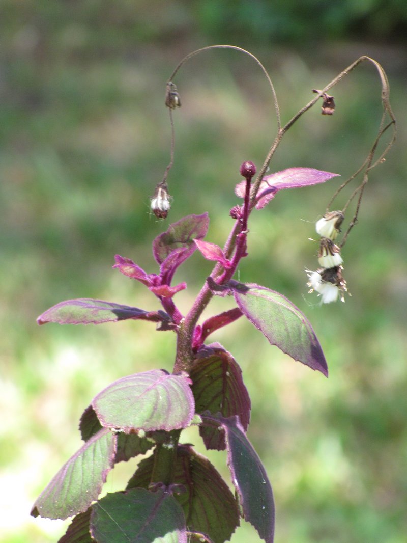 Velvetplant photo 5