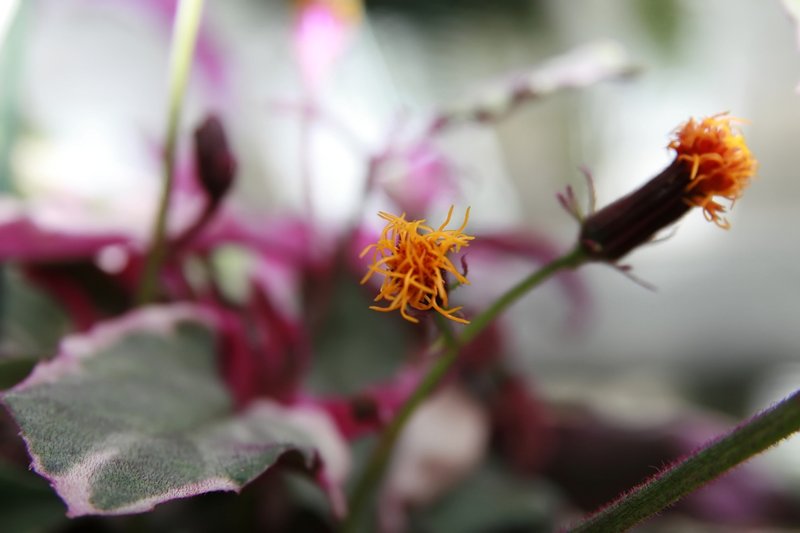 Velvetplant photo 6