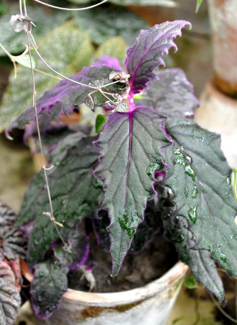 Velvetplant photo 7