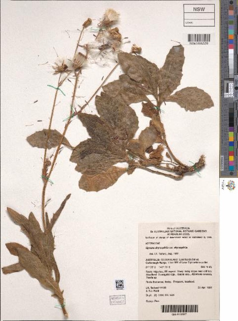 Gynura drymophila var. drymophila