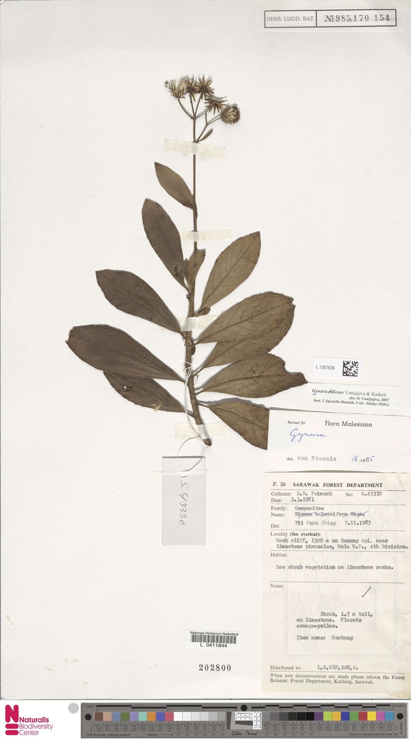 Gynura villosa