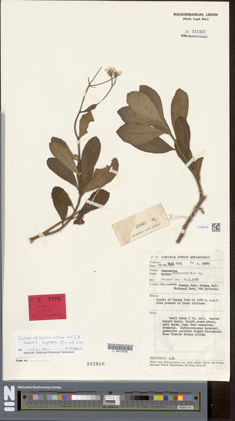 Gynura villosa photo 2