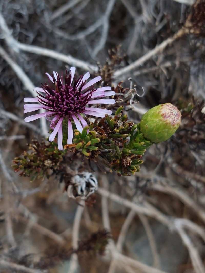 Gypothamnium pinifolium photo 2