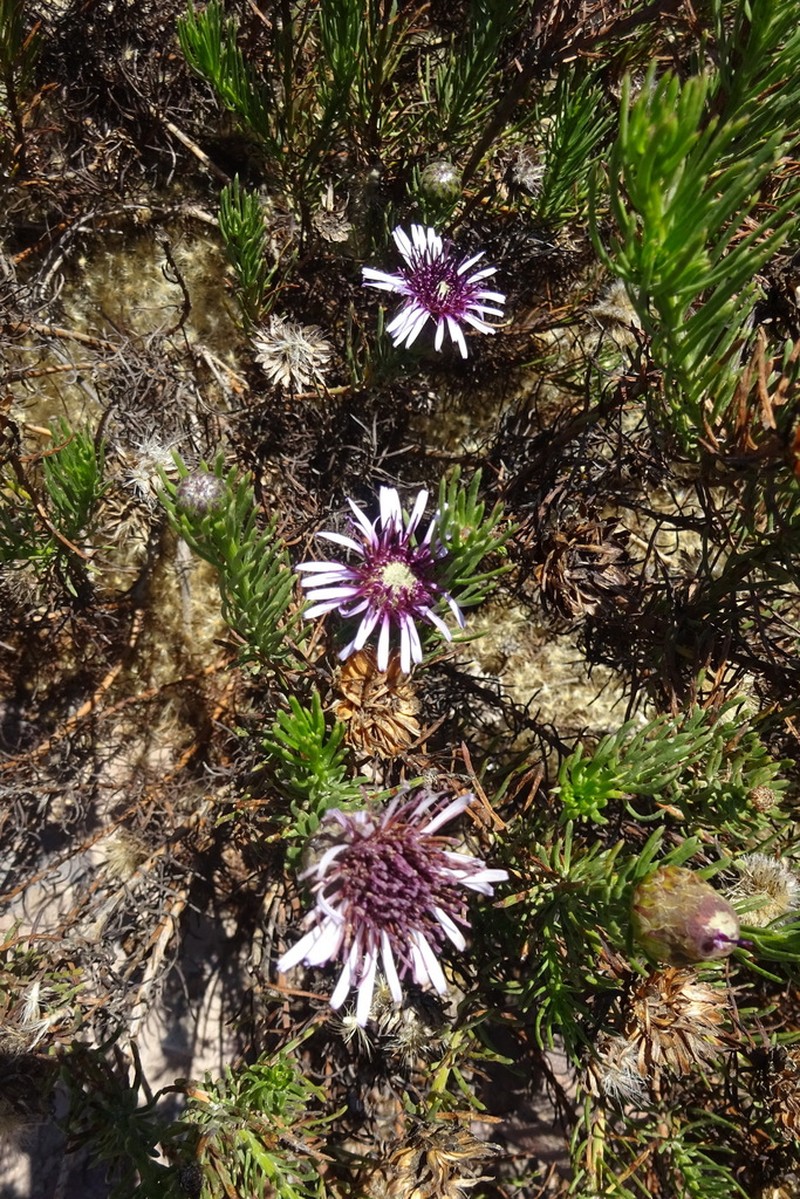 Gypothamnium pinifolium photo 3