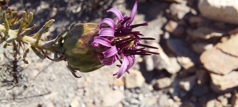 Gypothamnium pinifolium photo 4