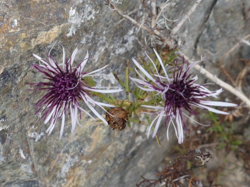 Gypothamnium pinifolium photo 5