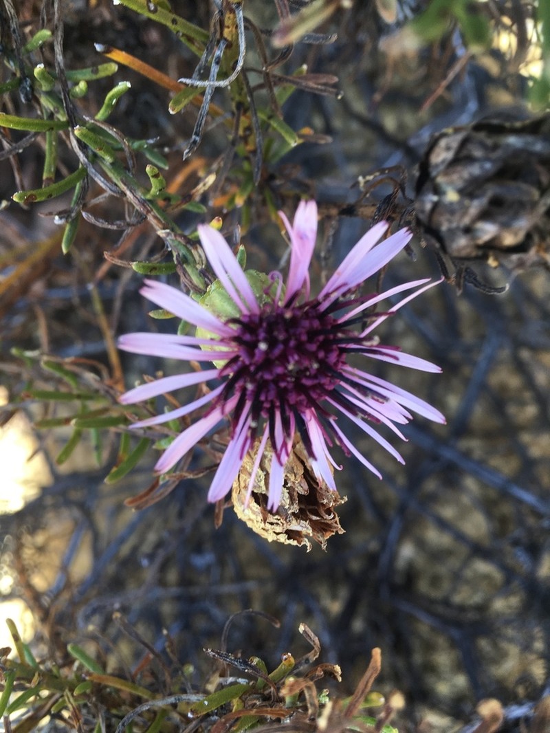 Gypothamnium pinifolium photo 6