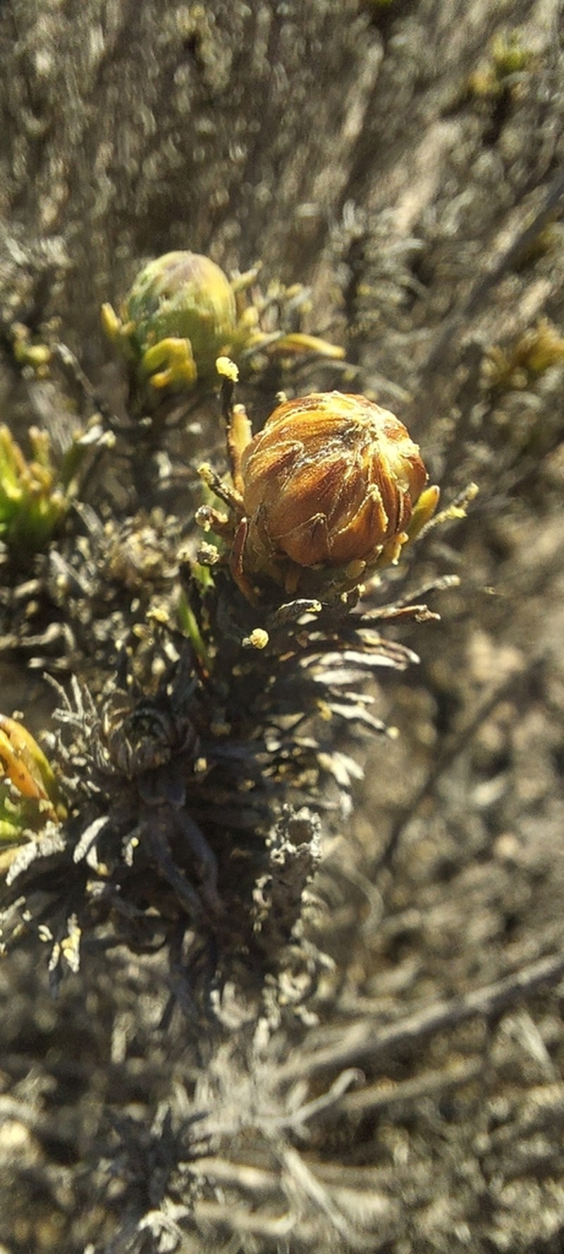 Gypothamnium pinifolium photo 7