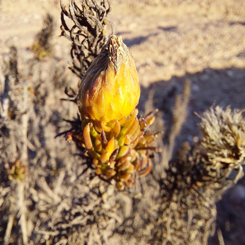 Gypothamnium pinifolium photo 8