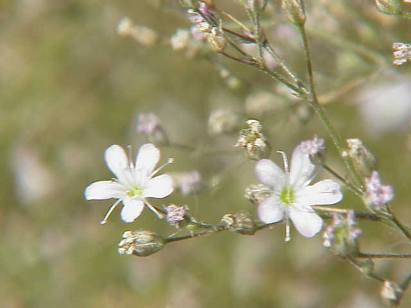 Sharpleaf Baby's-Breath