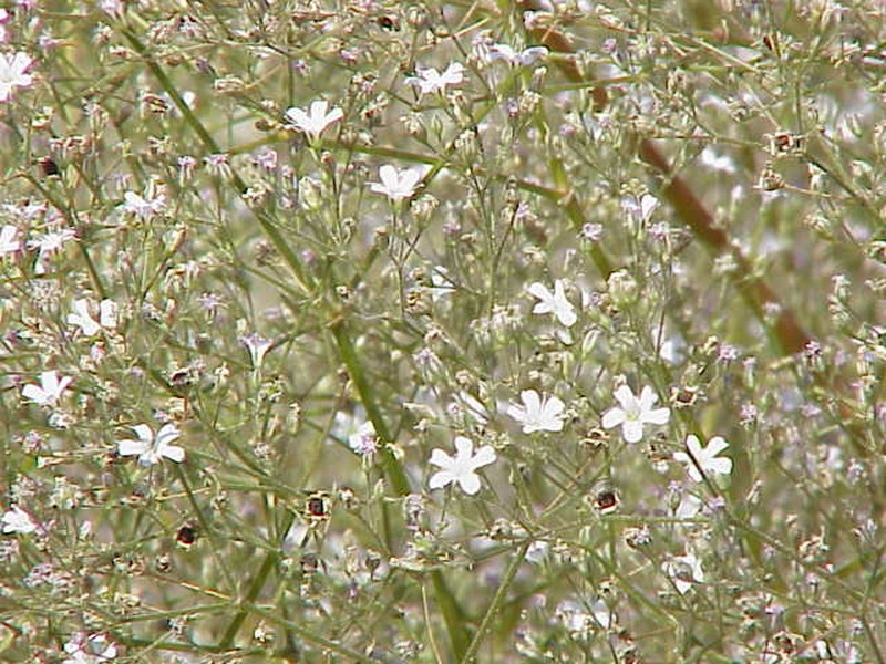 Sharpleaf Baby's-Breath photo 2