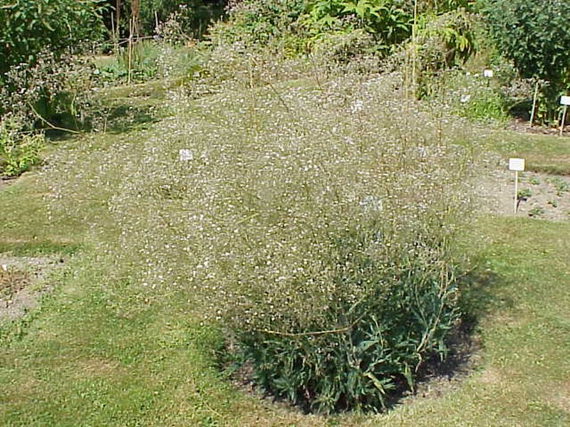 Sharpleaf Baby's-Breath photo 3