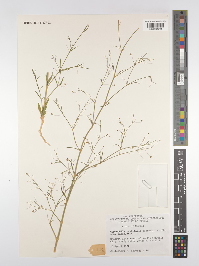 Gypsophila capillaris subsp. capillaris