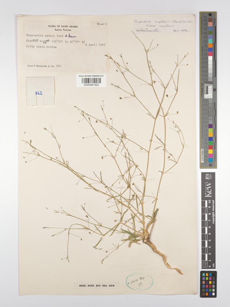Gypsophila capillaris subsp. capillaris photo 2