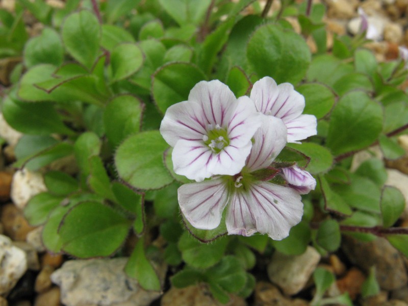 Chickweed Baby's-Breath