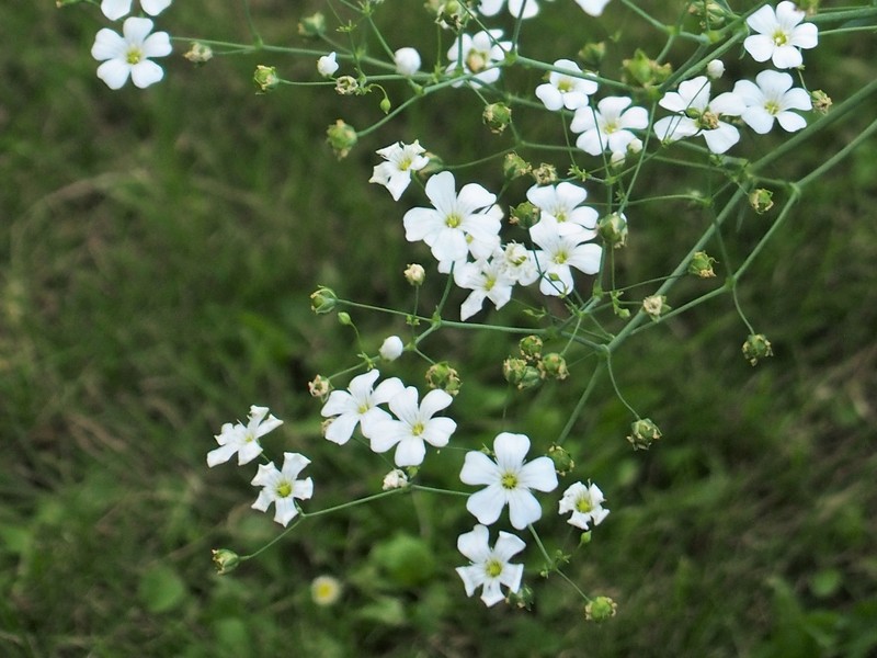 Showy Baby's-Breath photo 2