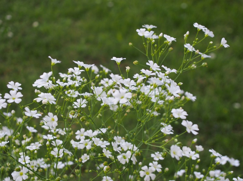 Showy Baby's-Breath photo 3
