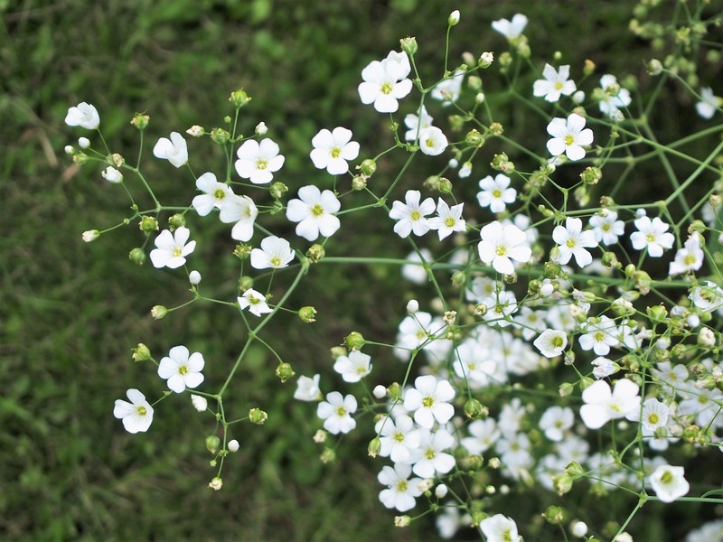 Showy Baby's-Breath photo 4