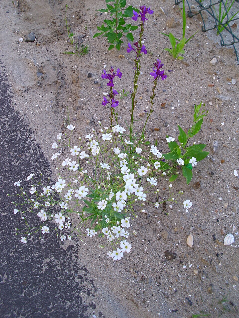 Showy Baby's-Breath photo 5