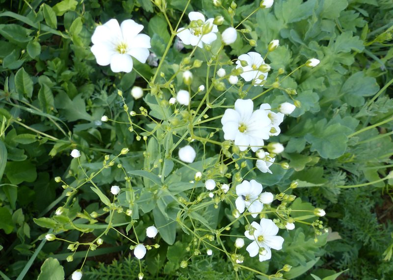 Showy Baby's-Breath photo 6