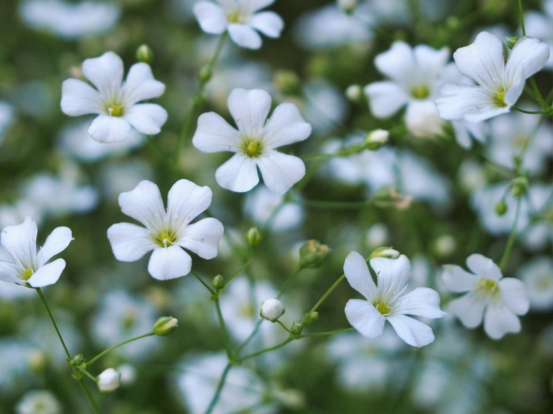 Showy Baby's-Breath photo 8