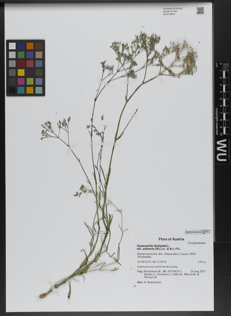 Gypsophila fastigiata subsp. fastigiata