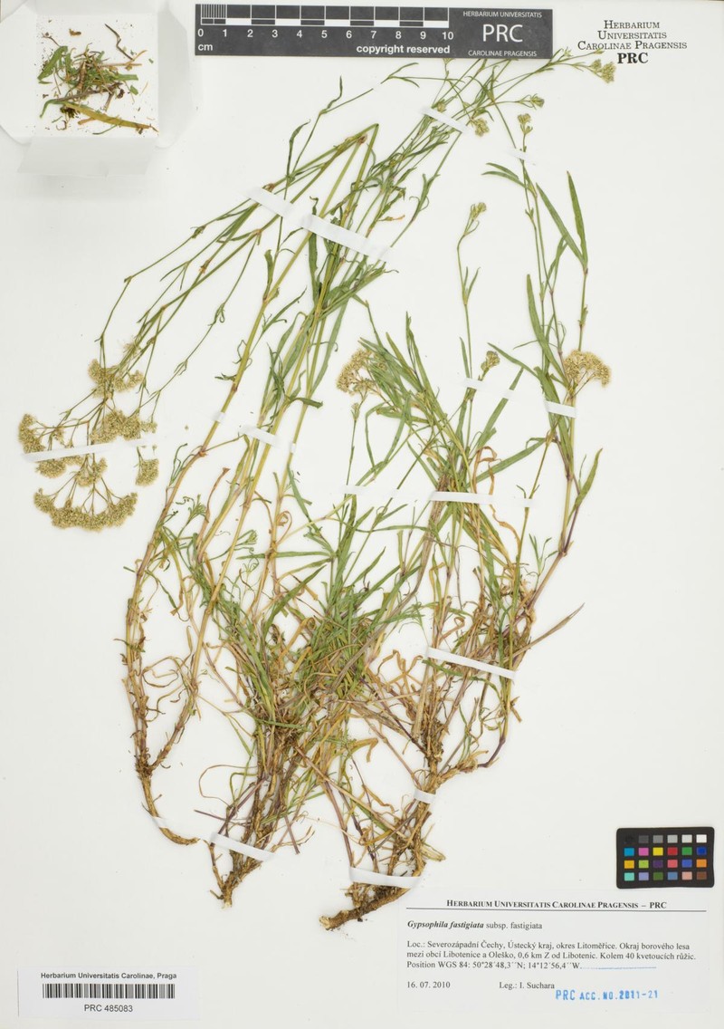 Gypsophila fastigiata subsp. fastigiata photo 2