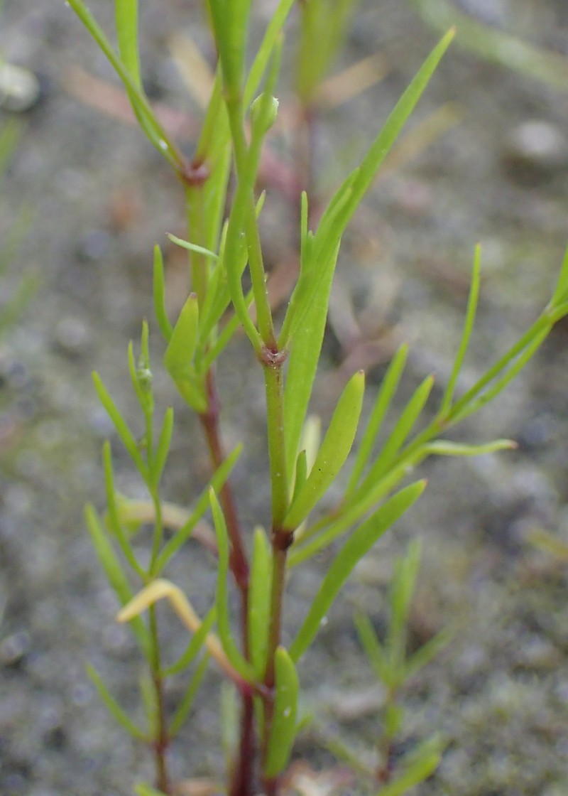 Low Baby's-Breath photo 2