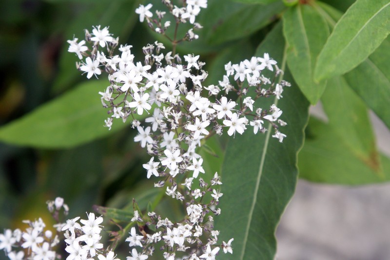 Oldham's Baby's-Breath photo 4