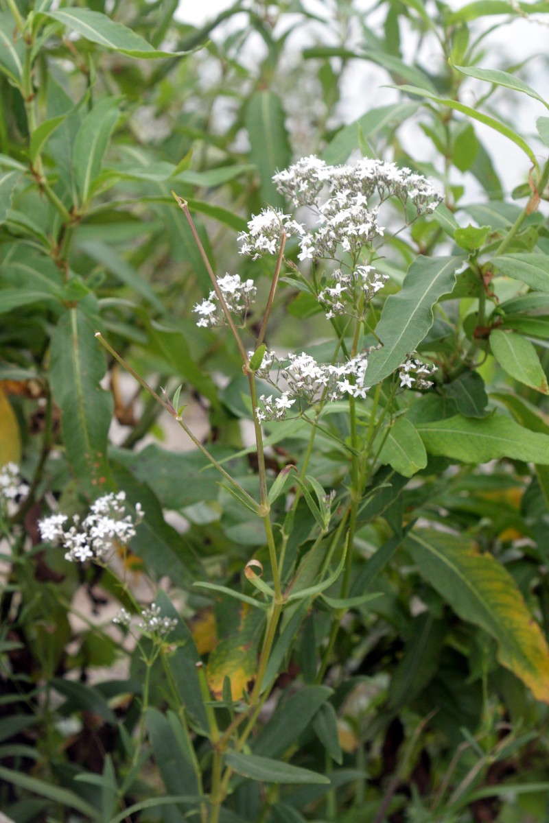 Oldham's Baby's-Breath