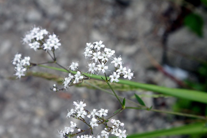 Oldham's Baby's-Breath photo 3