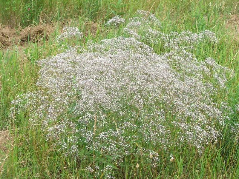 Baby's Breath photo 2