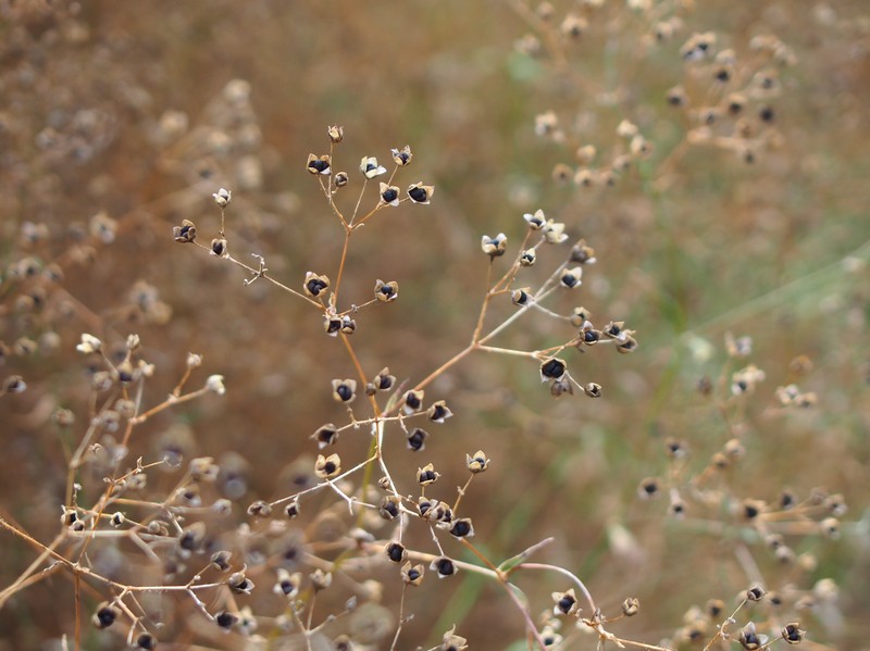 Baby's Breath photo 3