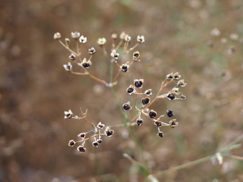 Baby's Breath photo 4