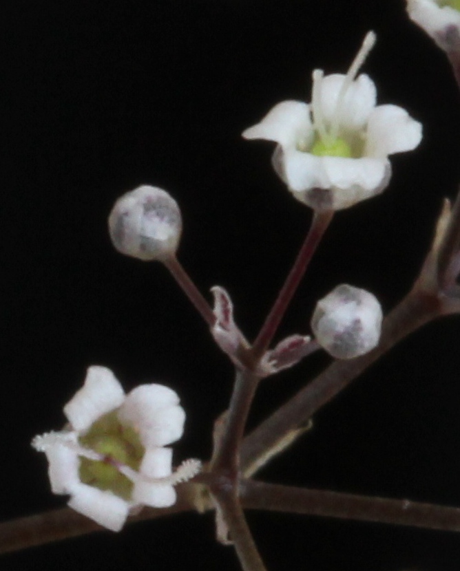 Baby's Breath photo 5