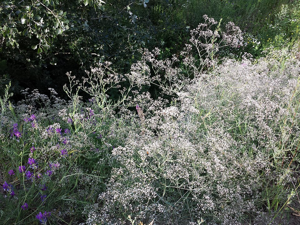 Baby's Breath